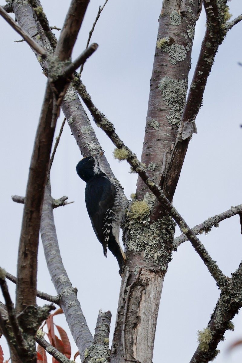 Black-backed Woodpecker - ML643768805