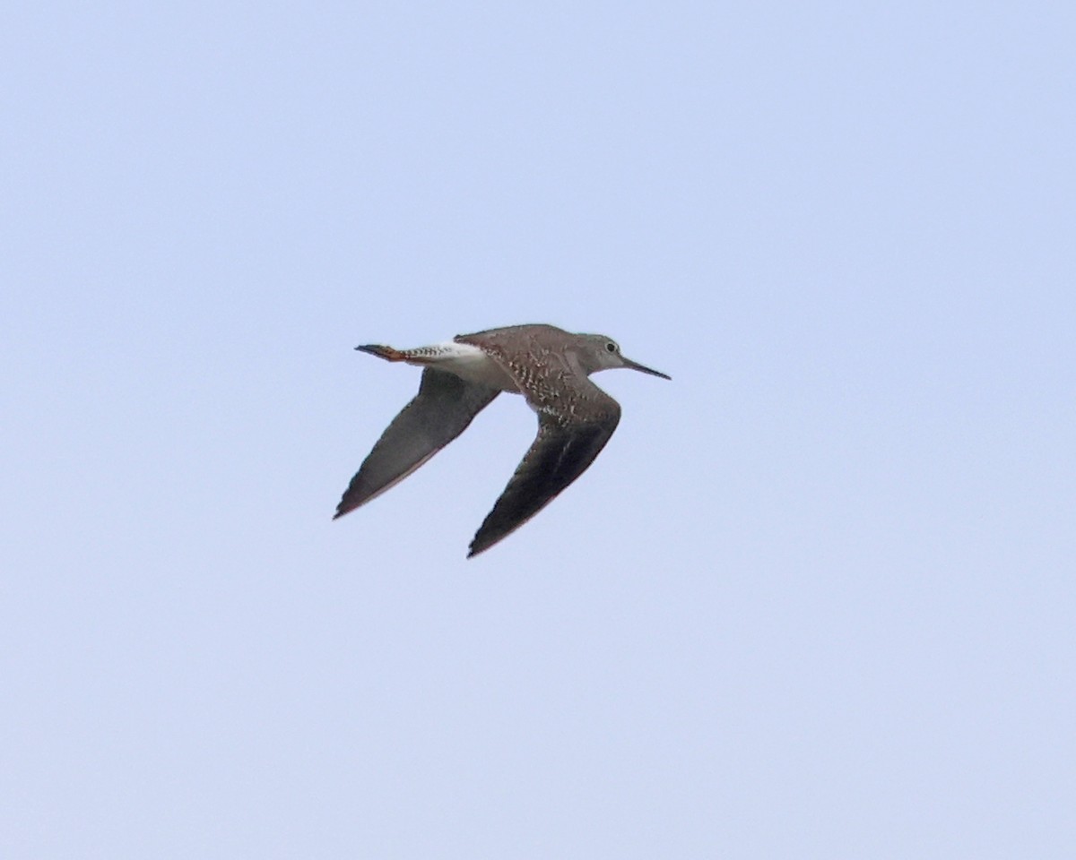 Greater Yellowlegs - ML643768806