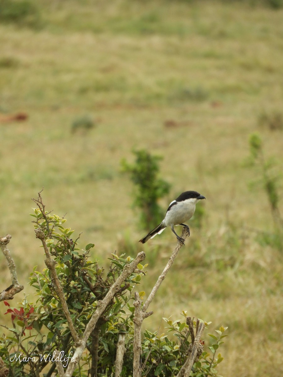 Southern Fiscal - ML643768807