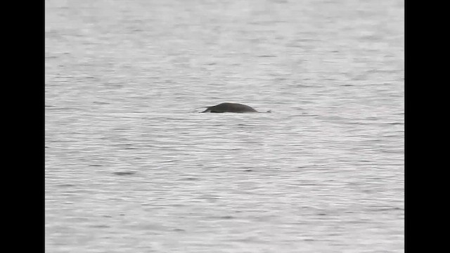 Yellow-billed Loon - ML643768808