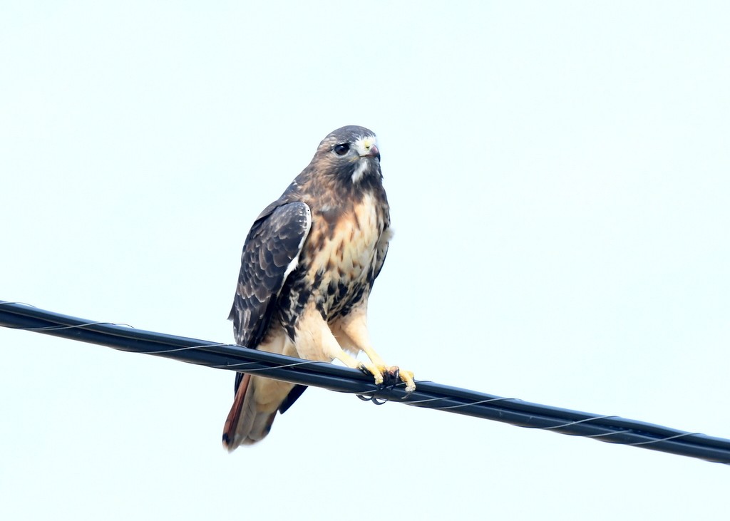 Red-tailed Hawk - ML643768809