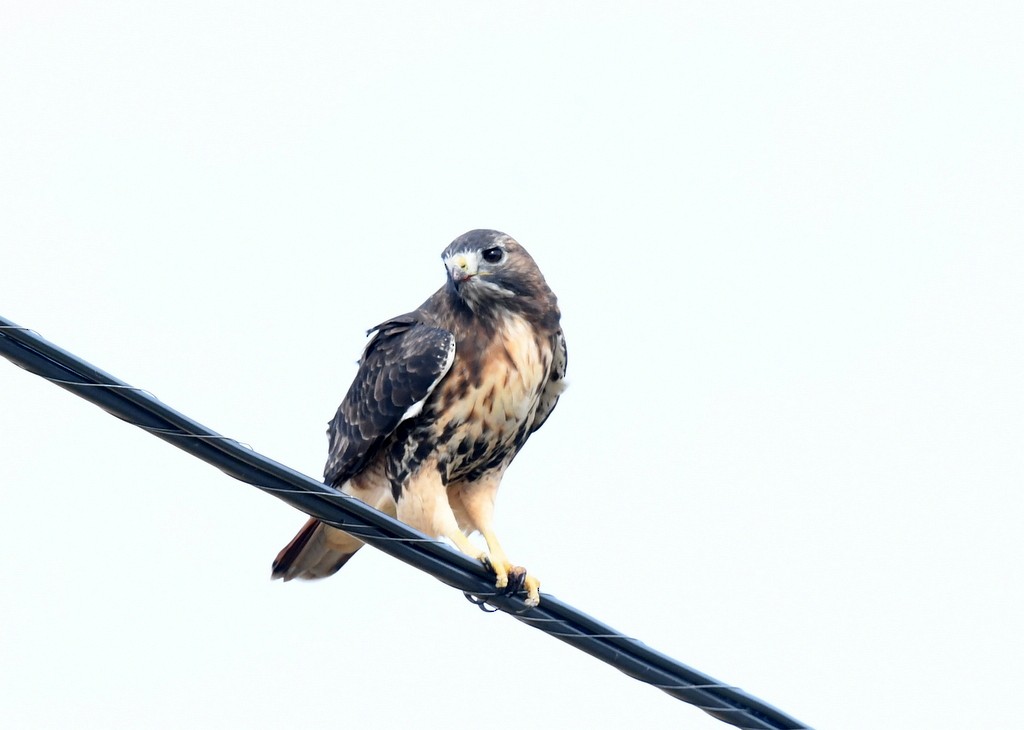 Red-tailed Hawk - ML643768810