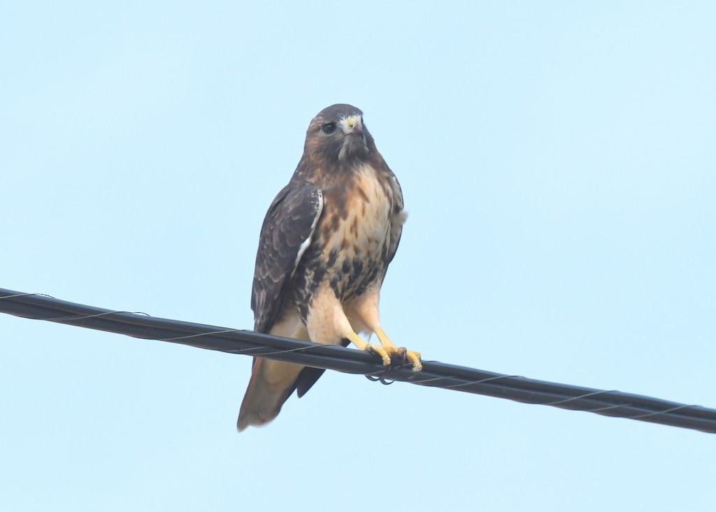 Red-tailed Hawk - ML643768811