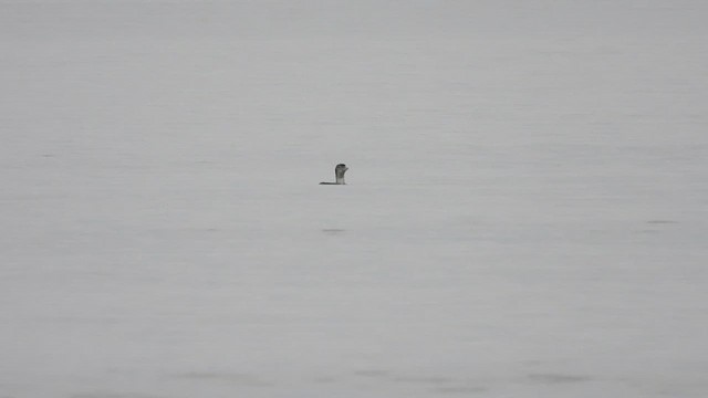 Yellow-billed Loon - ML643768812