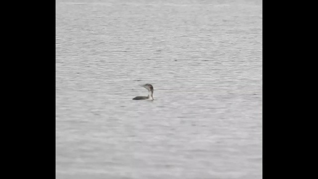 Yellow-billed Loon - ML643768813