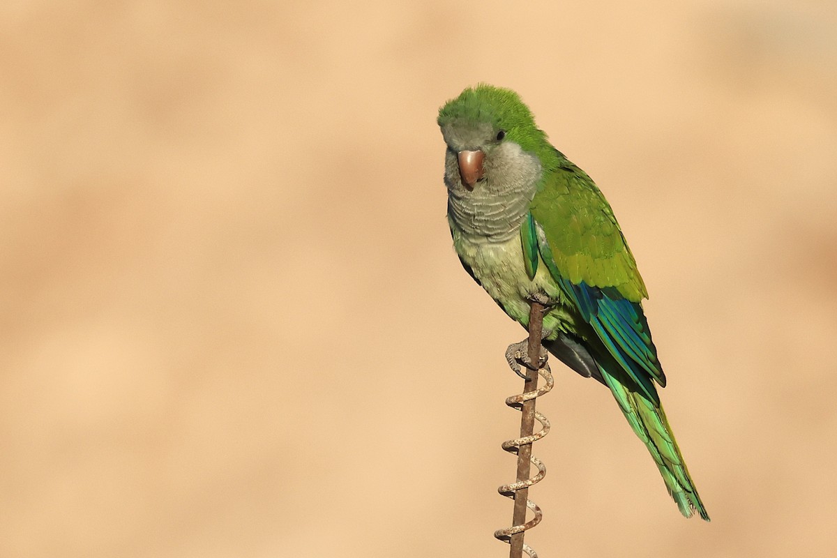 Monk Parakeet - ML643768814