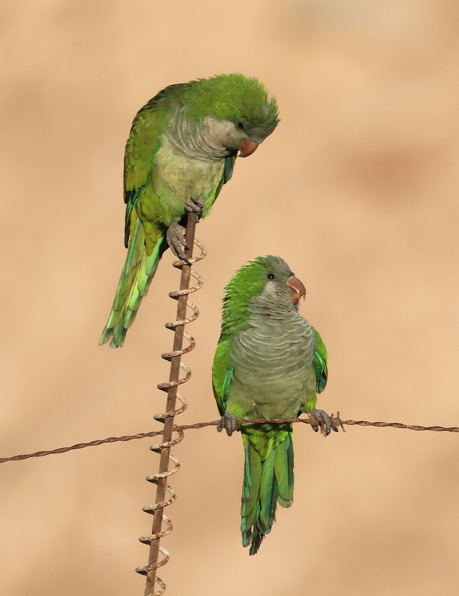 Monk Parakeet - ML643768815