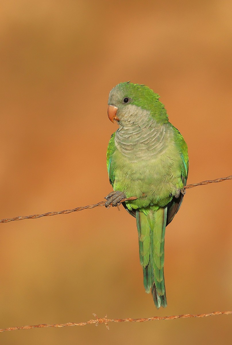 Monk Parakeet - ML643768816