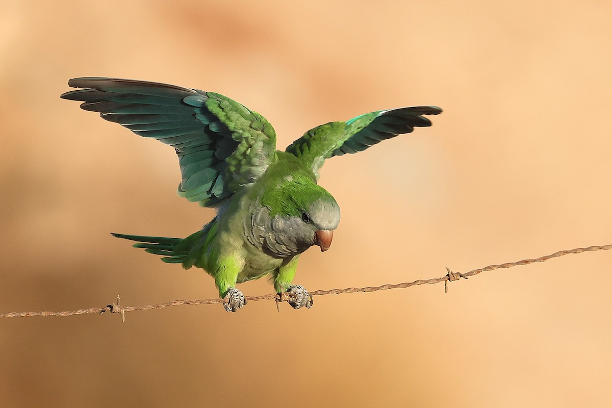 Monk Parakeet - ML643768817