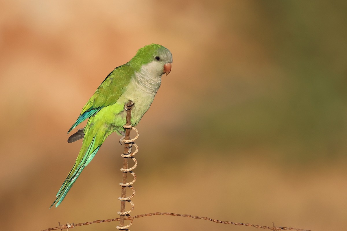 Monk Parakeet - ML643768818