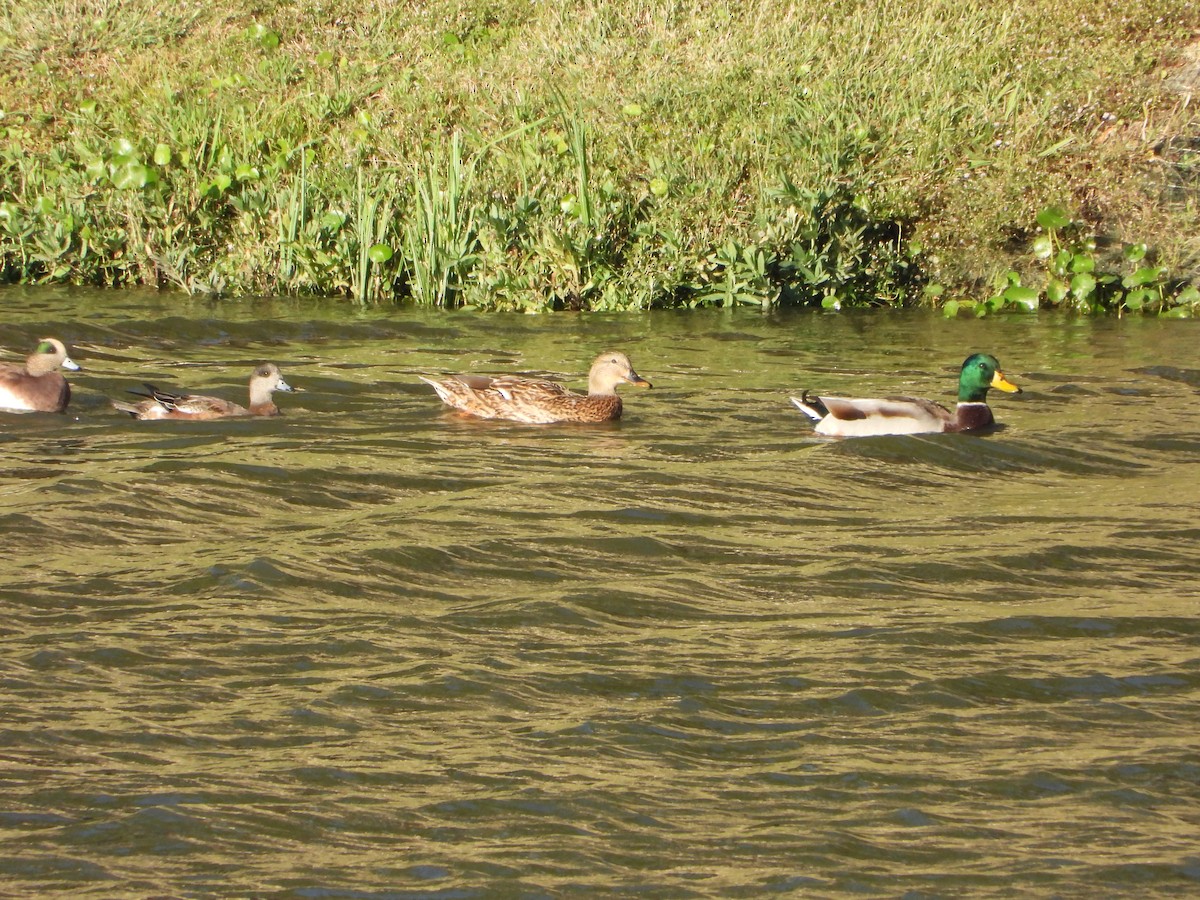 American Wigeon - ML643768819