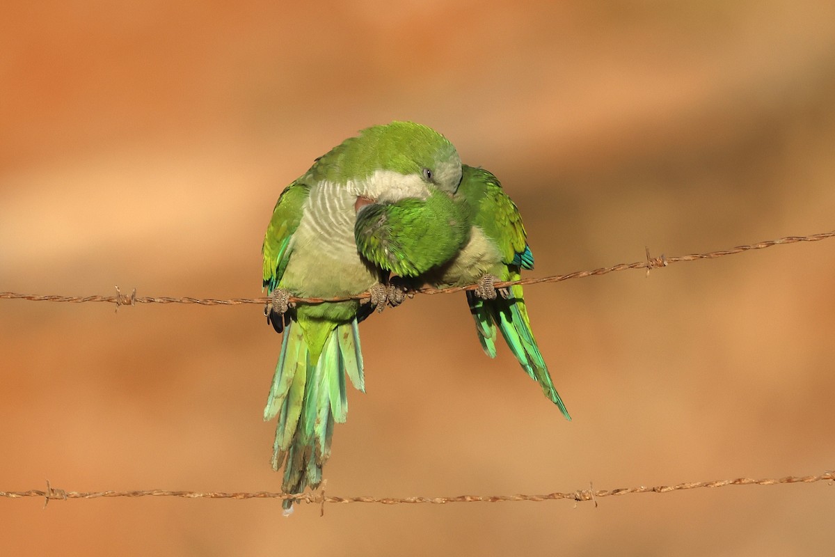 Monk Parakeet - ML643768820