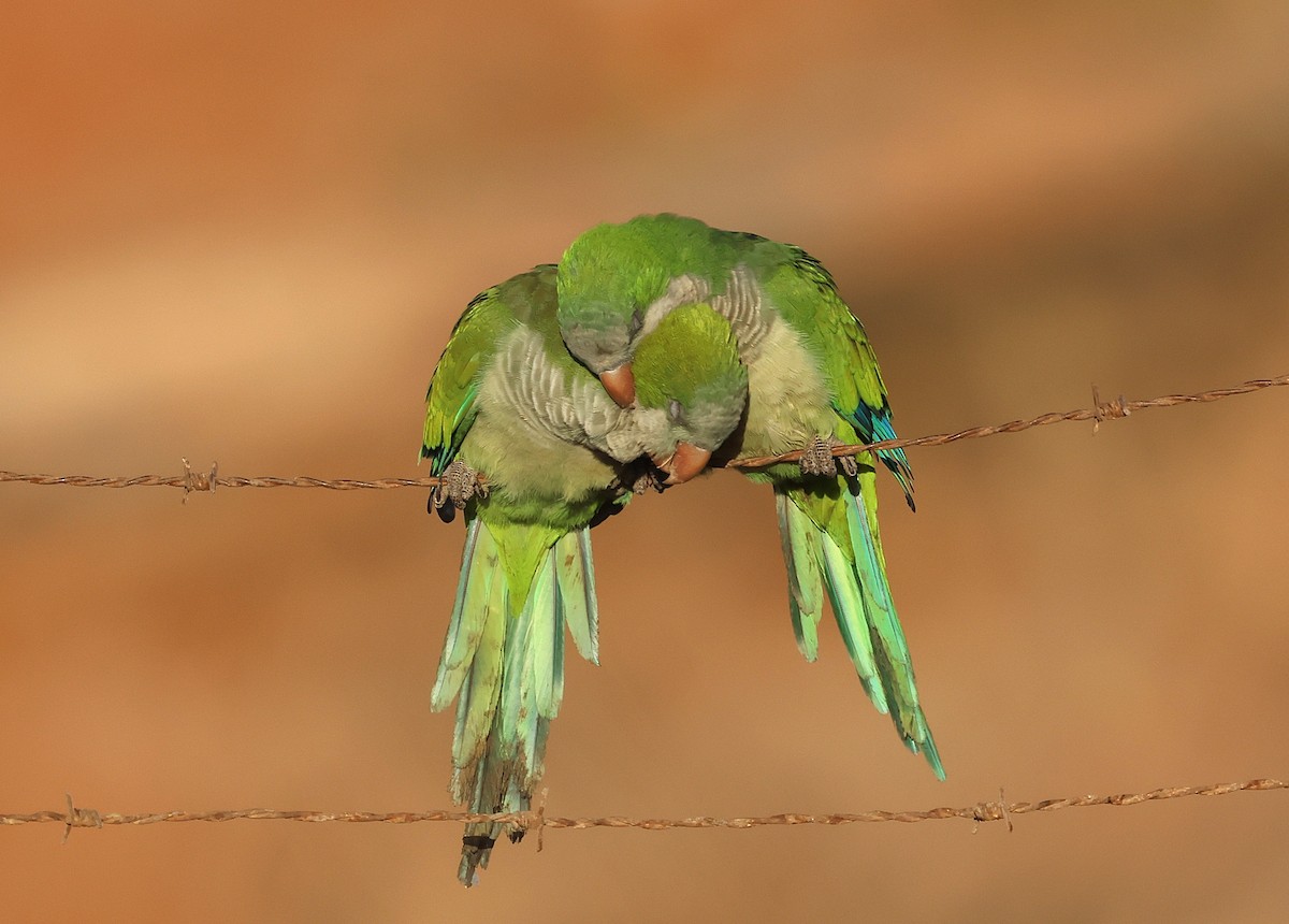 Monk Parakeet - ML643768821