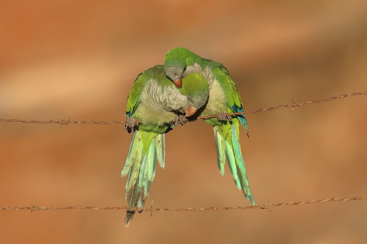 Monk Parakeet - ML643768822