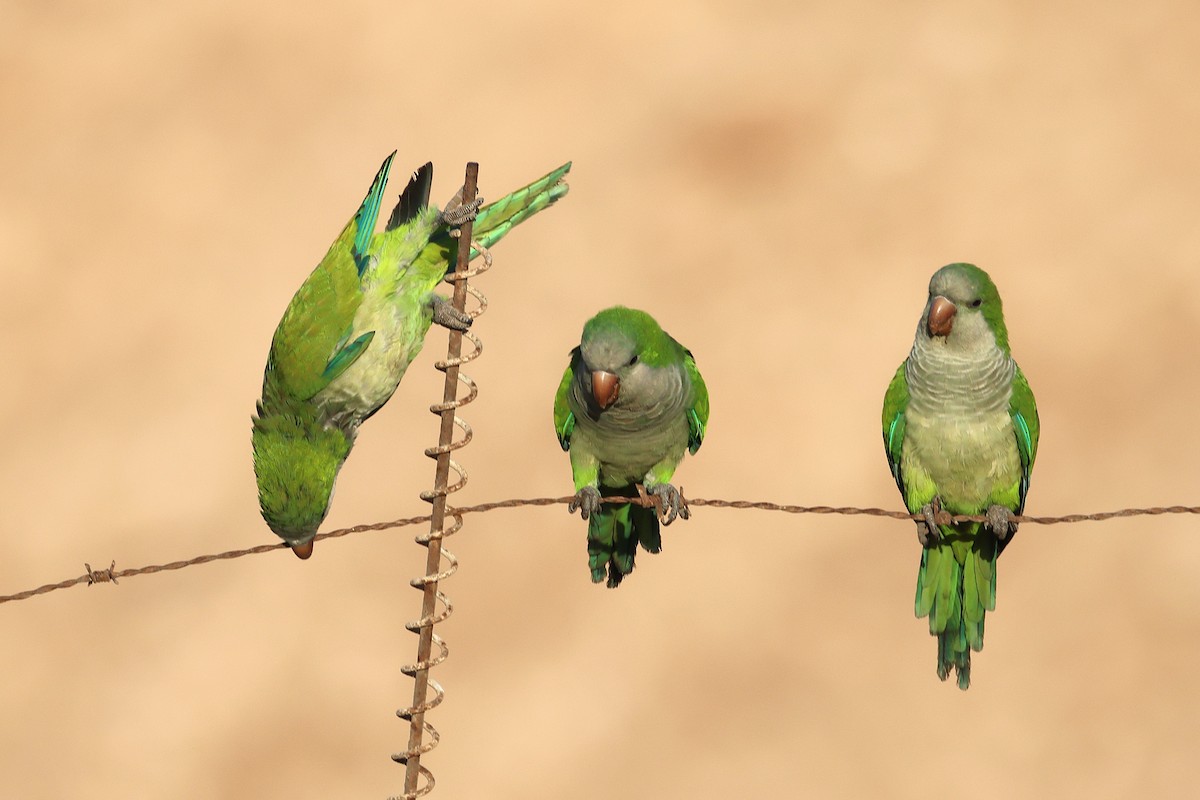 Monk Parakeet - ML643768823