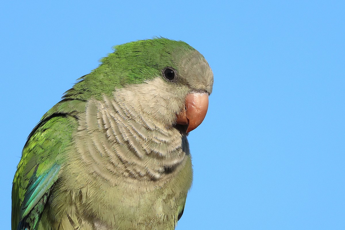 Monk Parakeet - ML643768824