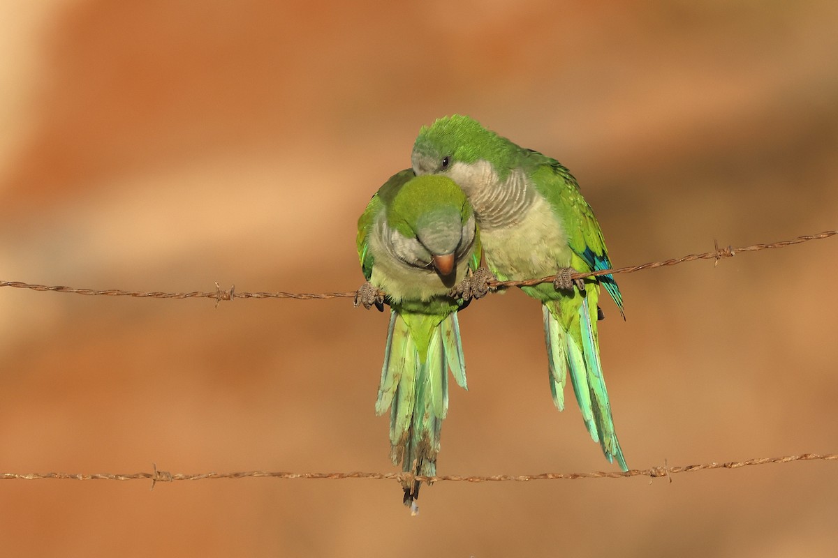 Monk Parakeet - ML643768825