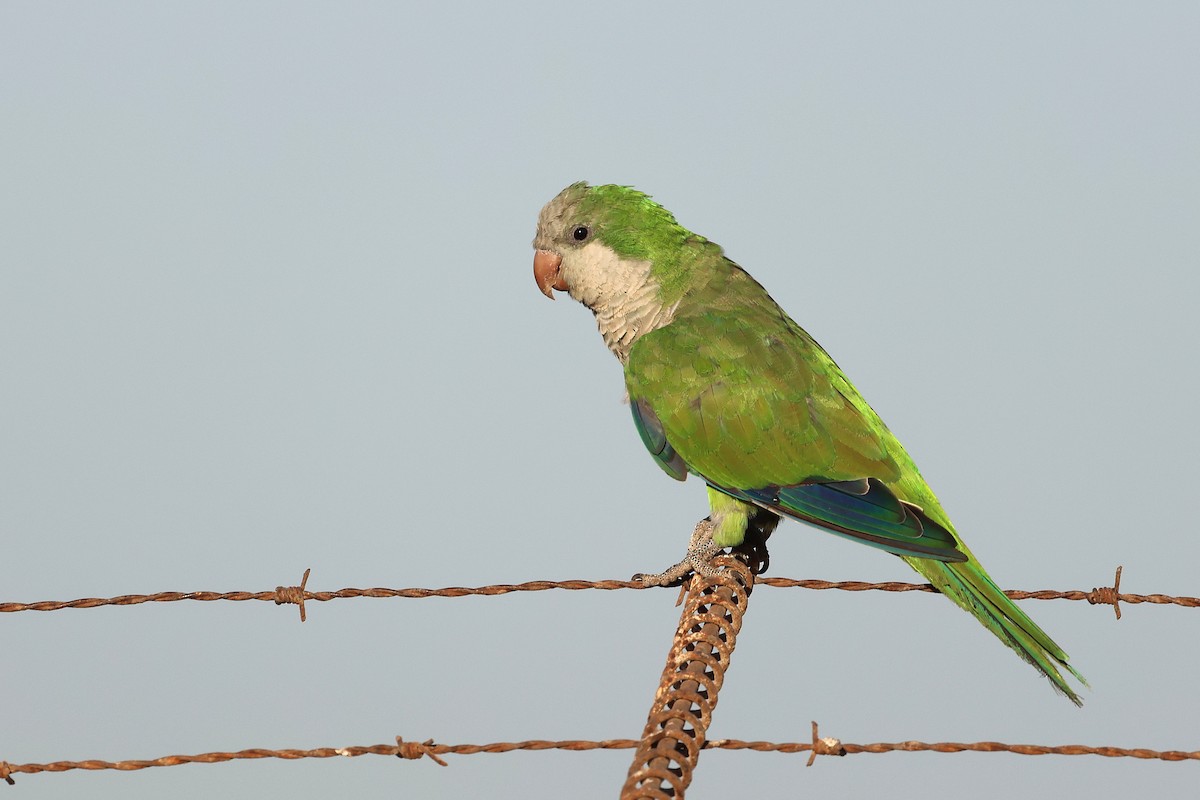 Monk Parakeet - ML643768826