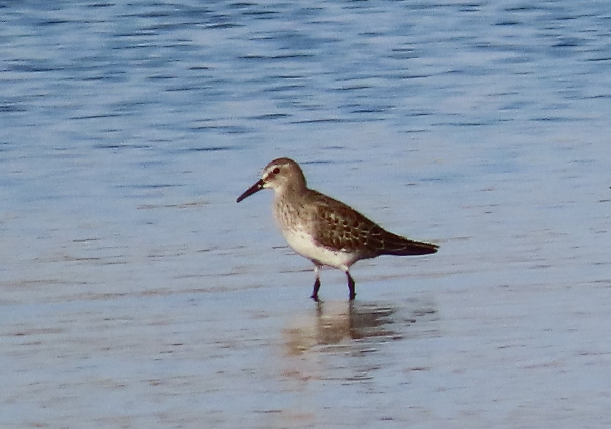 White-rumped Sandpiper - ML643768827