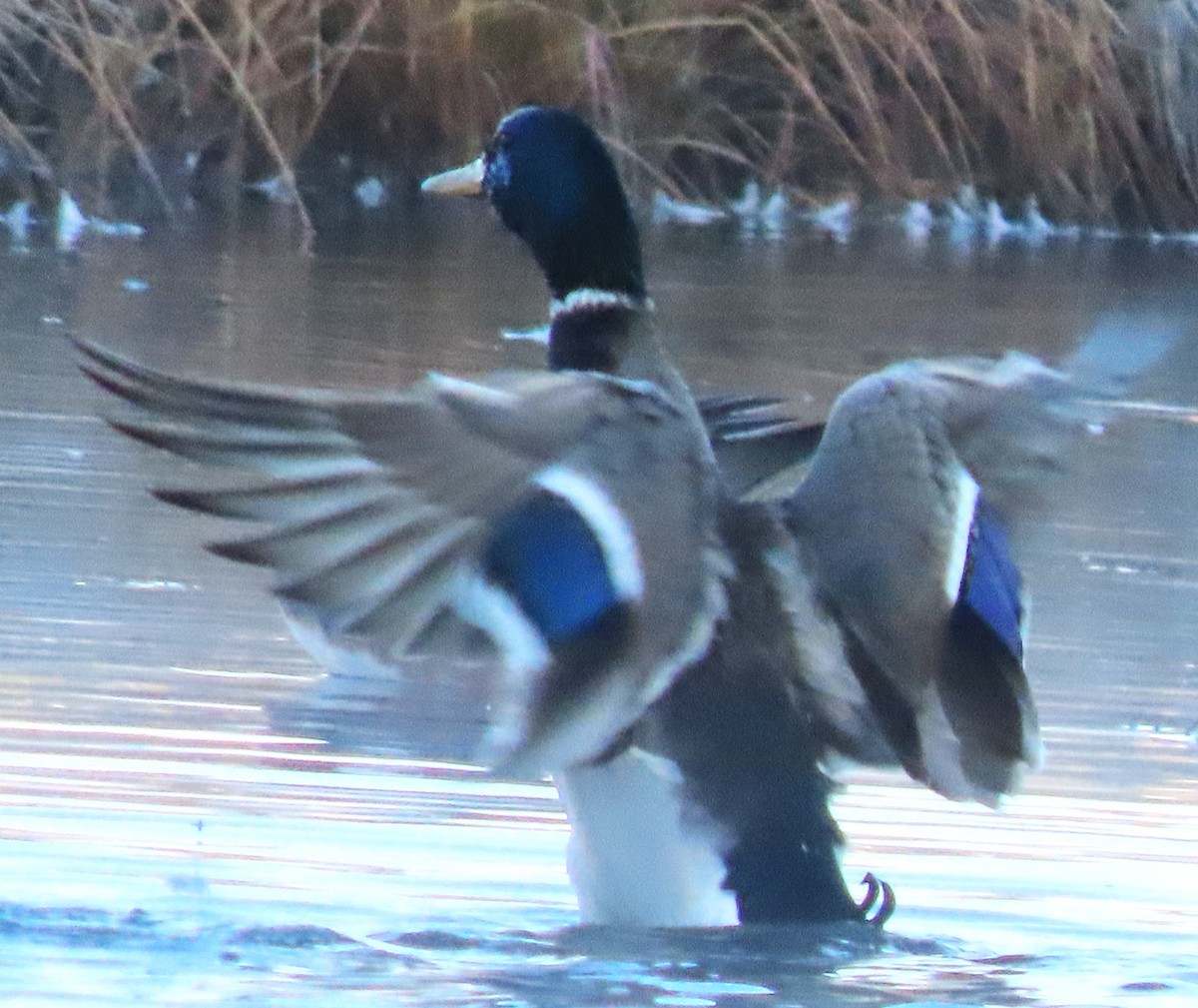Mallard - ML643768829