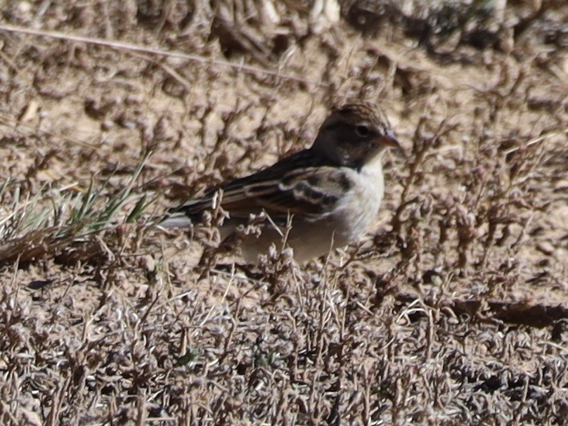 Chipping Sparrow - ML643768830