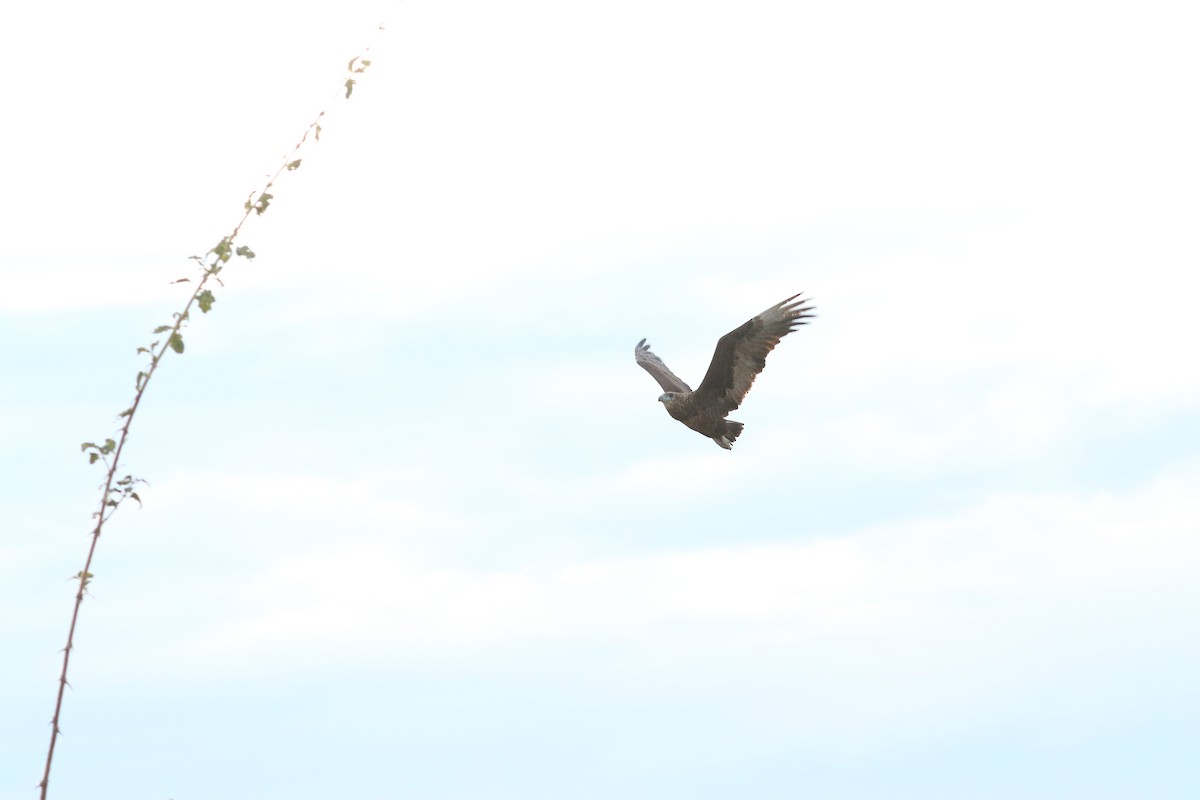 Bateleur - ML643768831