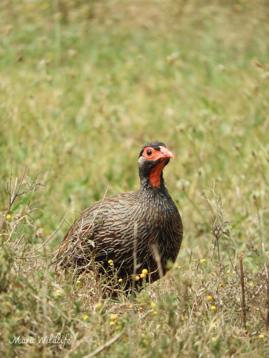 Red-necked Spurfowl - ML643768855