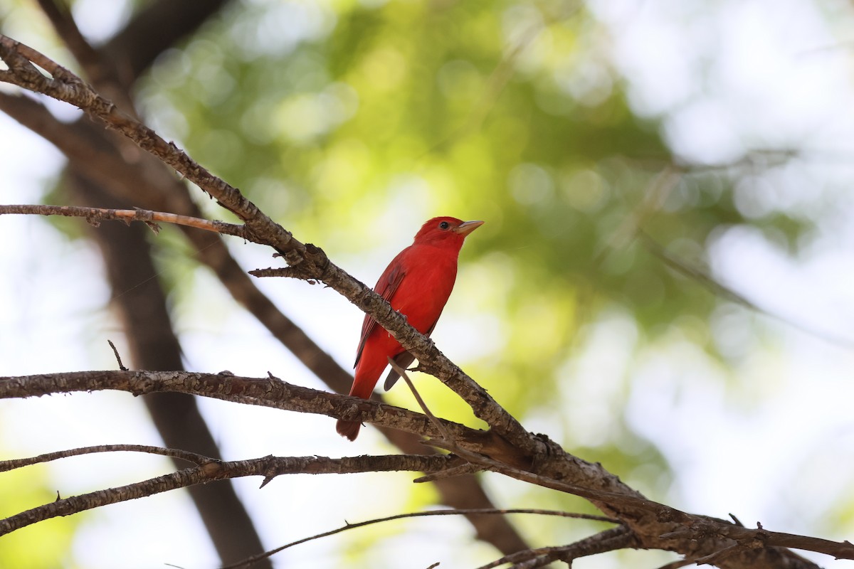 Piranga Roja - ML643768905