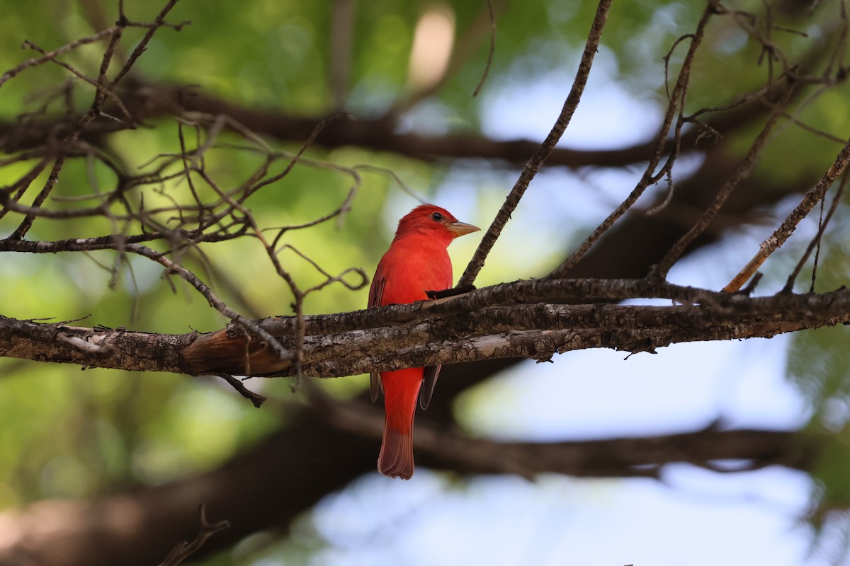 Piranga Roja - ML643768906