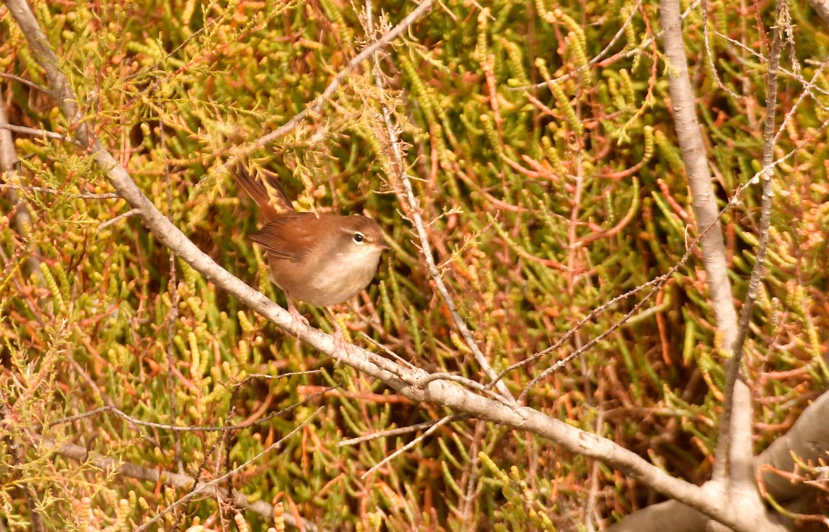 Cetti's Warbler - ML643768913