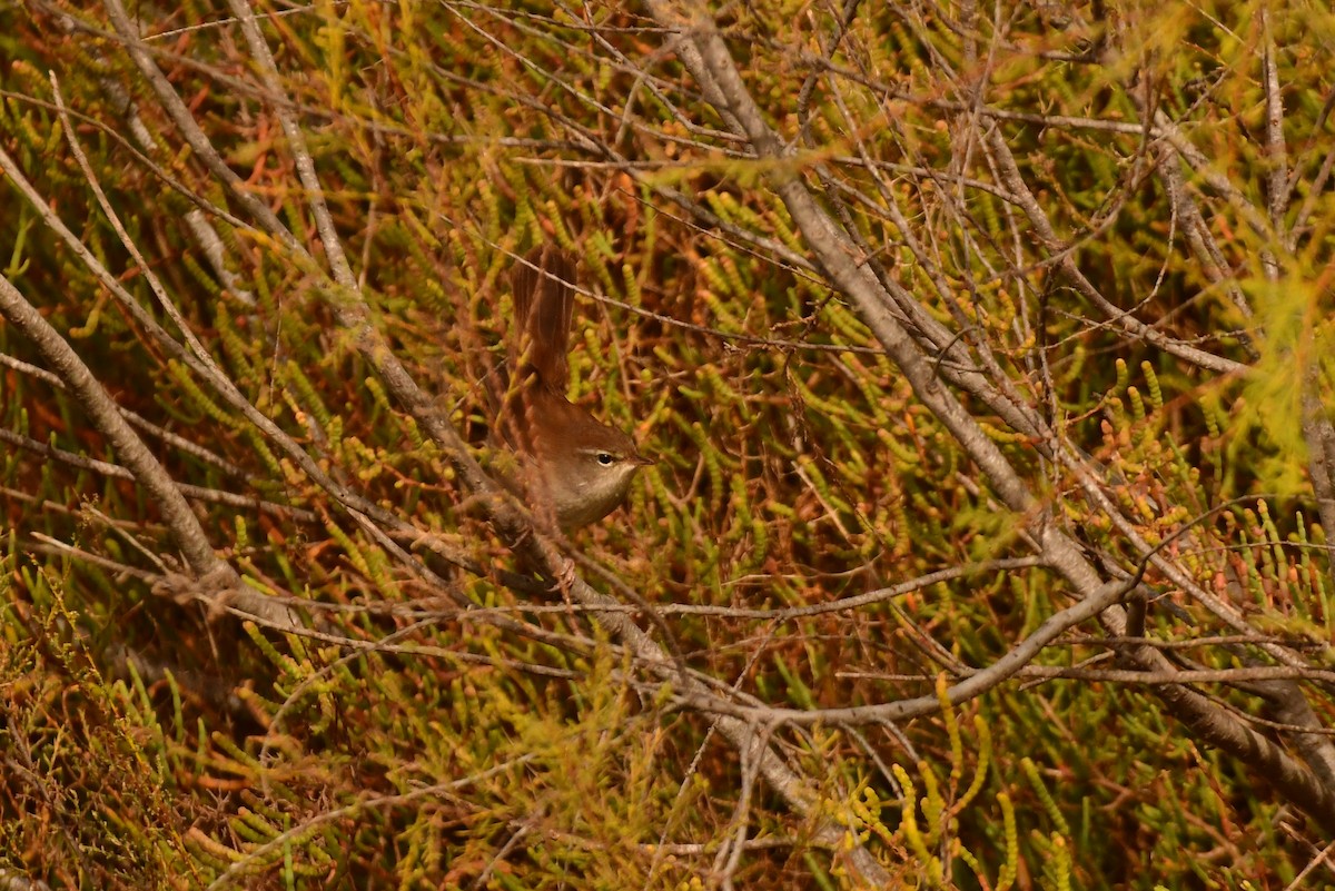 Cetti's Warbler - ML643768914