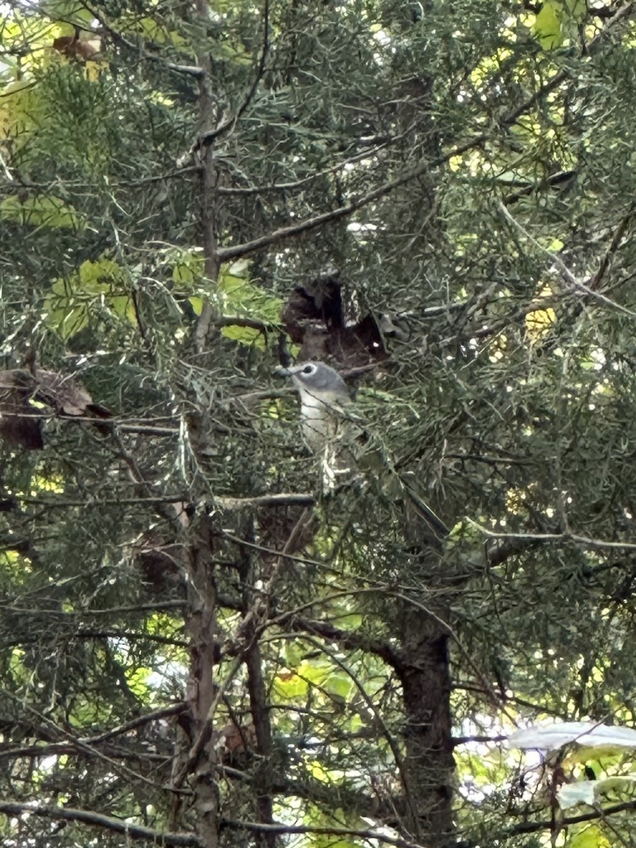 Viréo à tête bleue - ML643768936