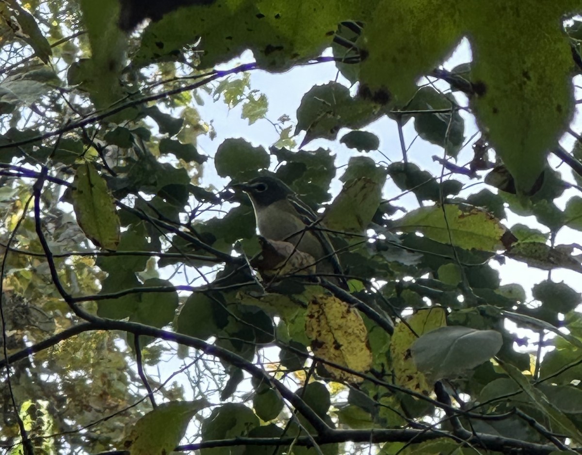 Viréo à tête bleue - ML643768938