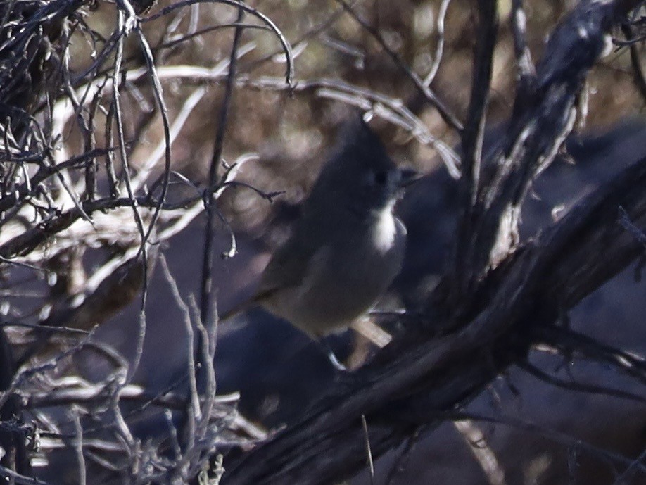 Juniper Titmouse - ML643768959
