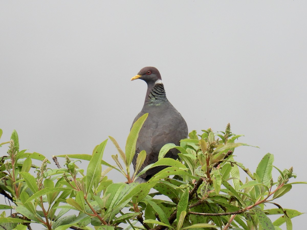 Band-tailed Pigeon (White-necked) - ML643768984
