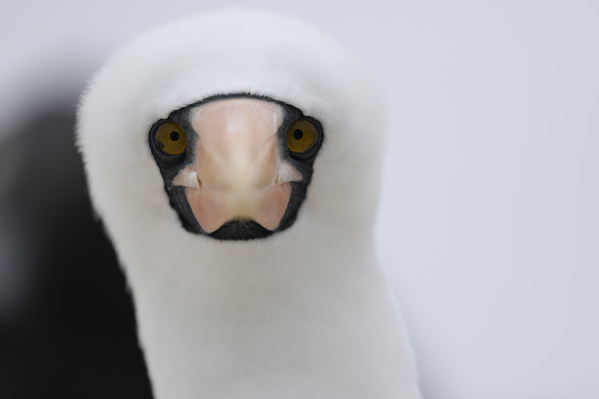 Nazca Booby - ML643768987