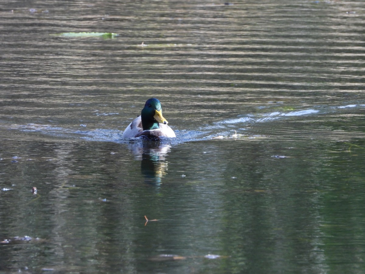 Mallard - ML643768993