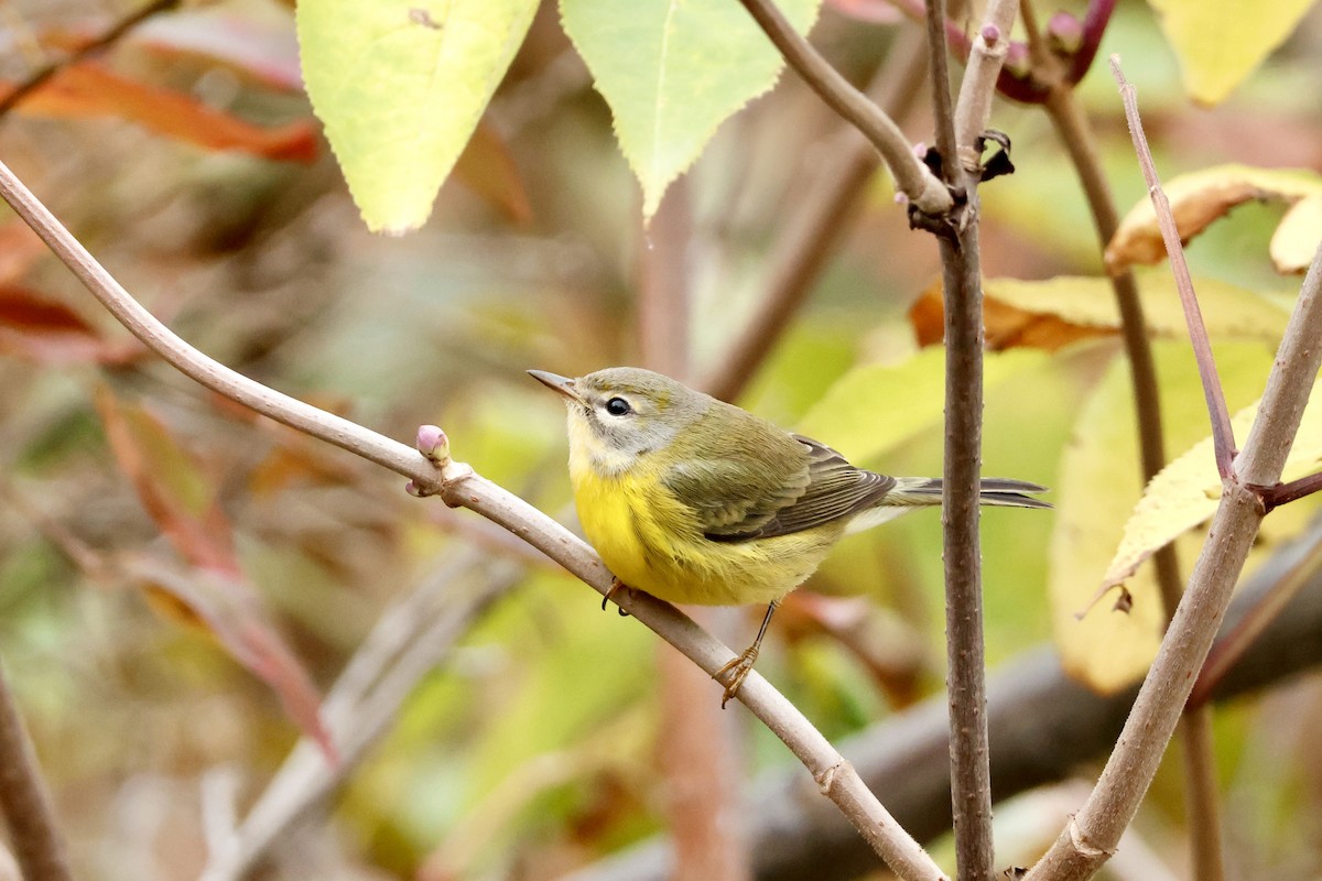 buskparula - ML643768996