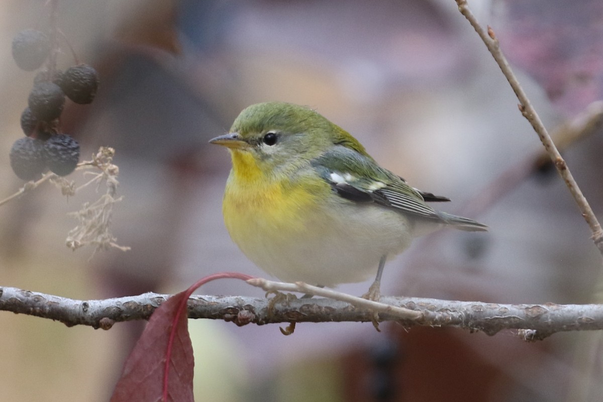 Northern Parula - ML643769000