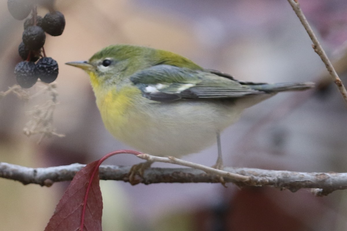 Northern Parula - ML643769001