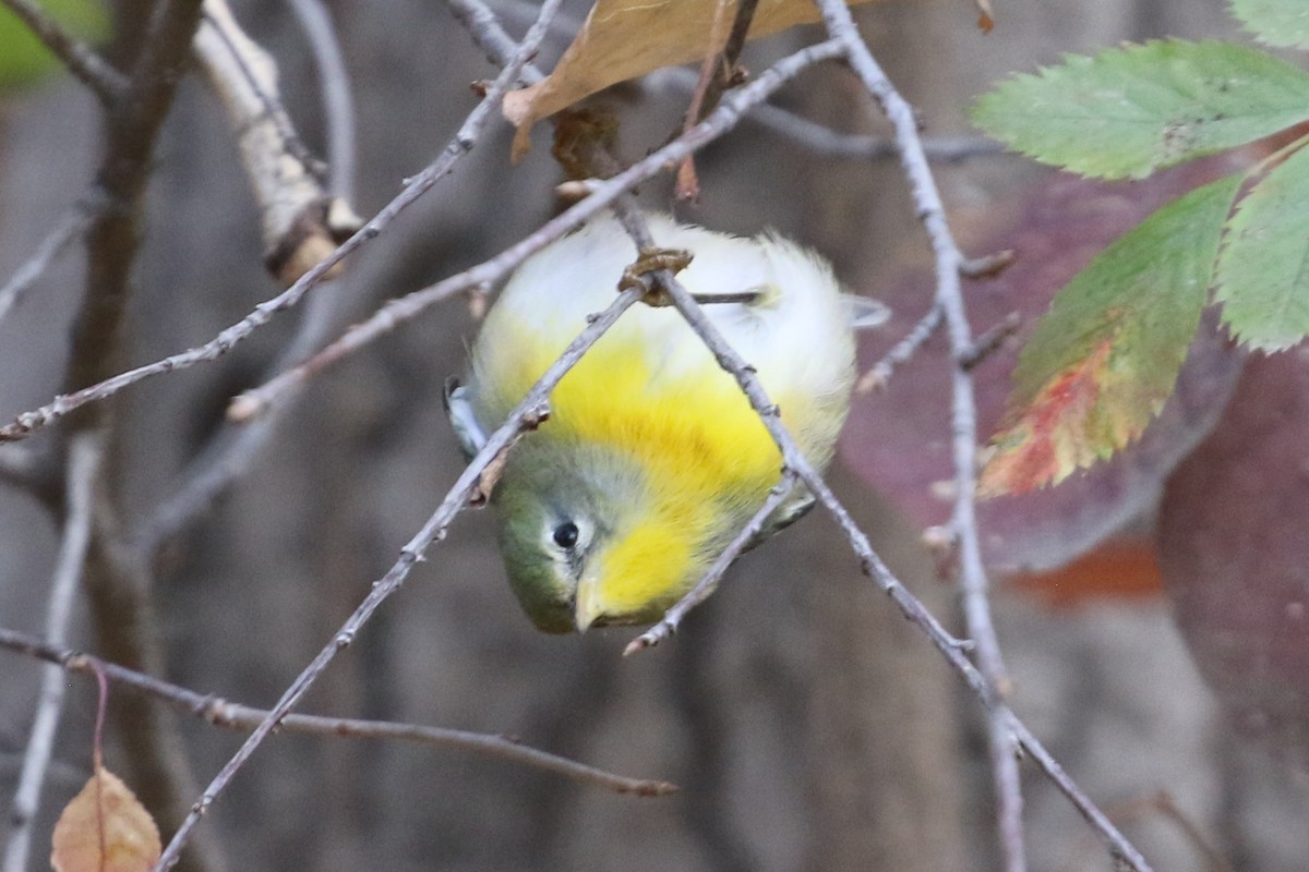 Northern Parula - ML643769002