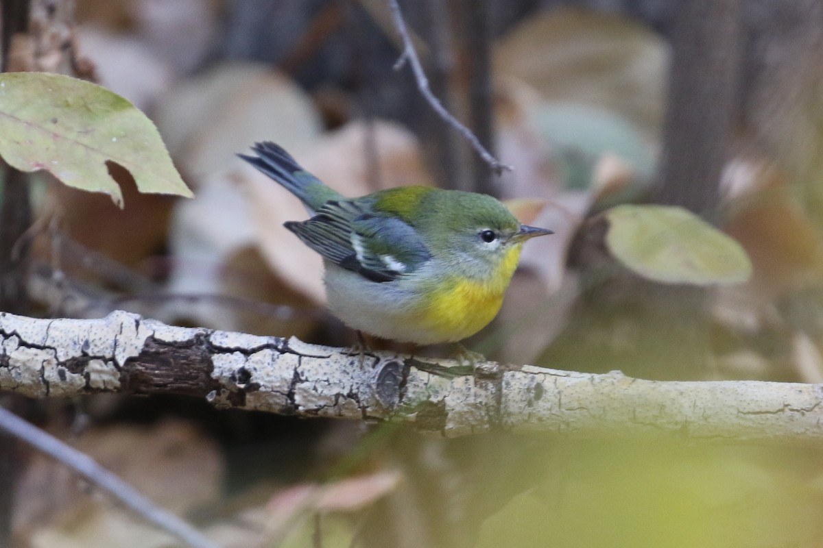 Northern Parula - ML643769003