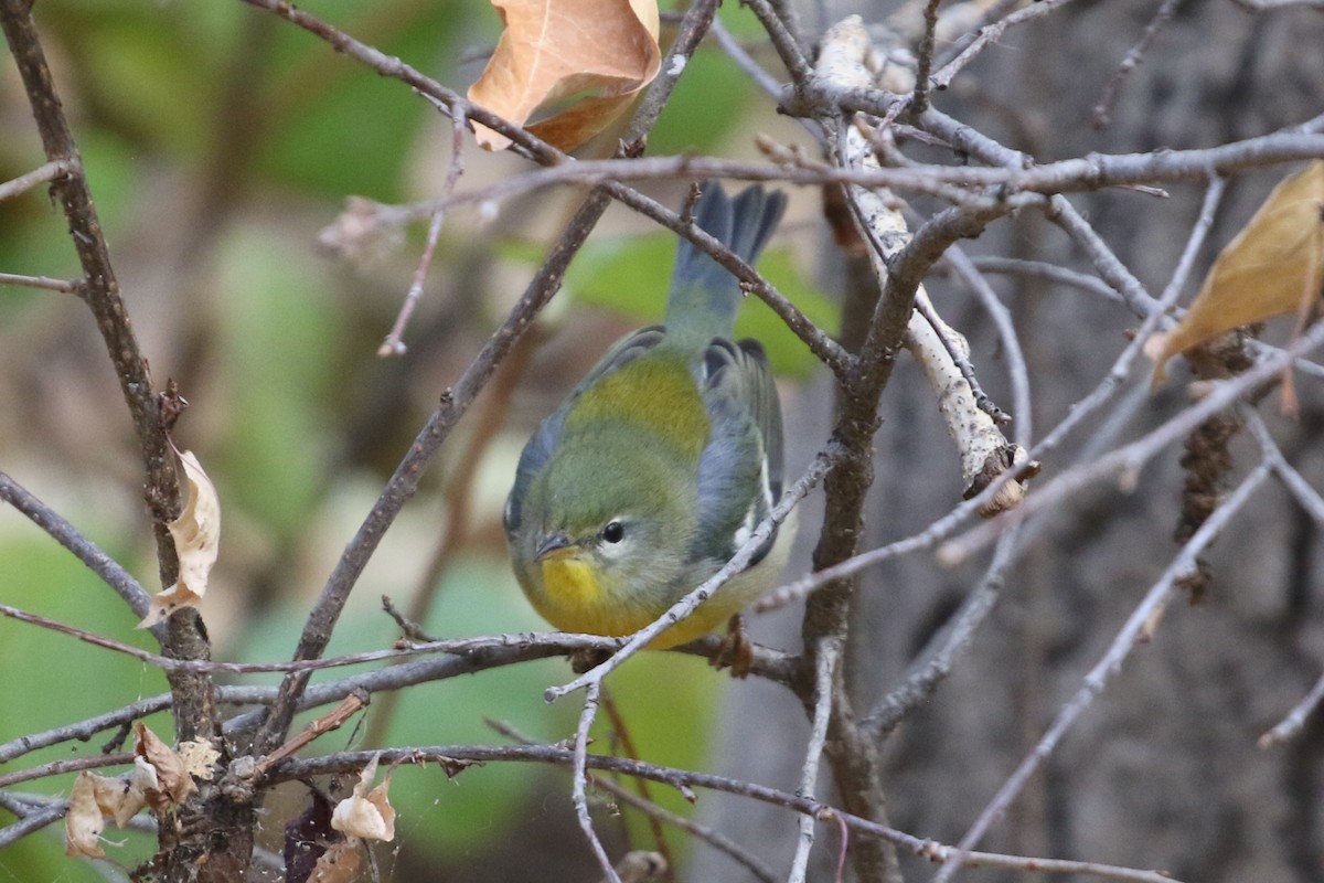 Northern Parula - ML643769004
