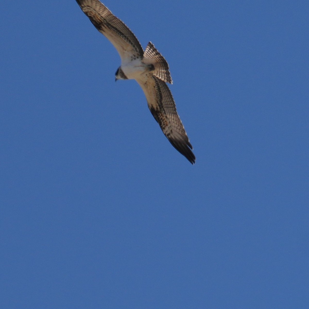 Osprey - ML643769005