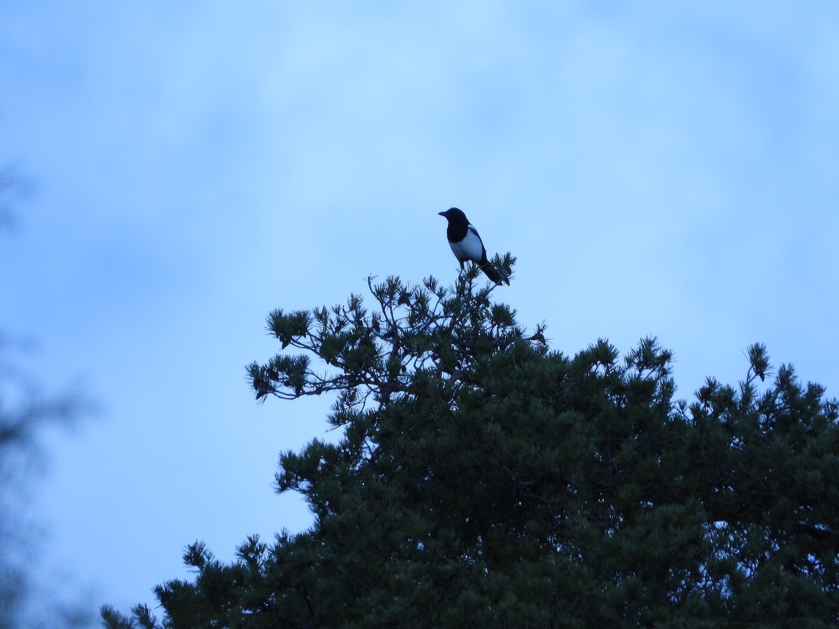 Eurasian Magpie - ML643769026