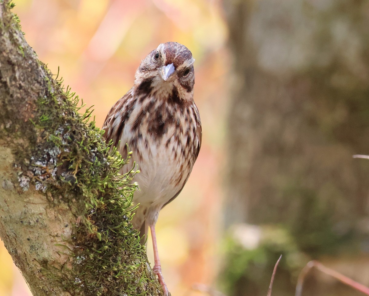 Song Sparrow - ML643769055