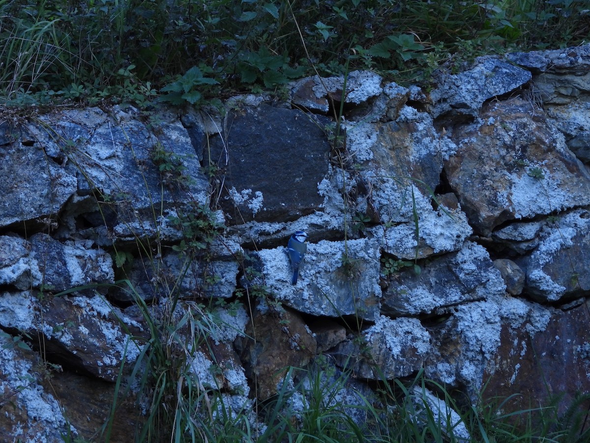 Eurasian Blue Tit - ML643769063