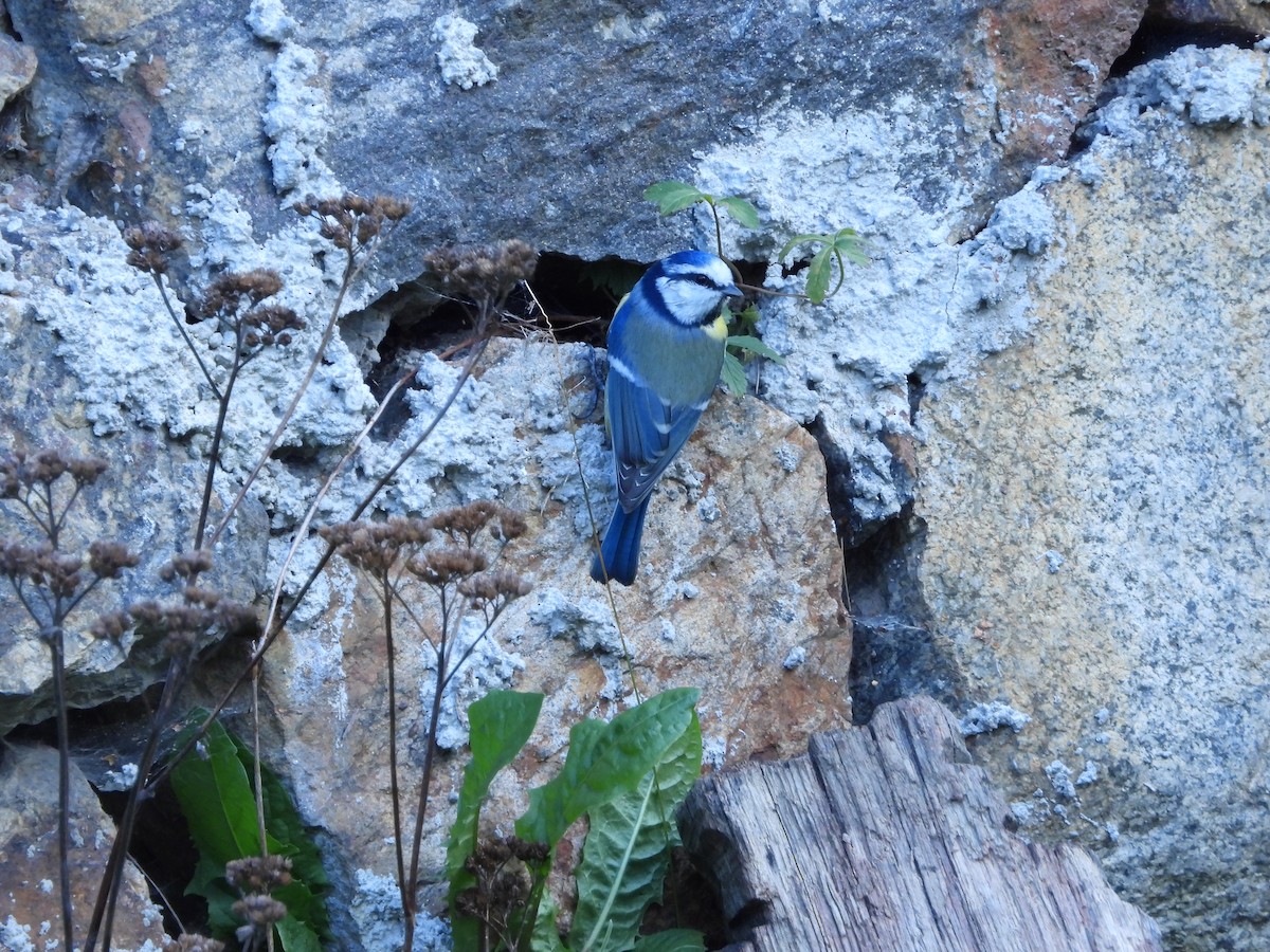Eurasian Blue Tit - ML643769090