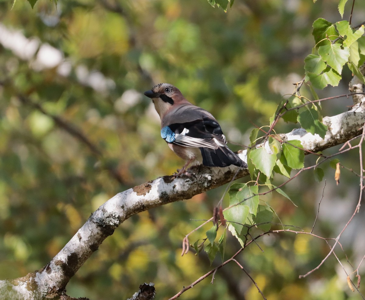 Eurasian Jay - ML643769094