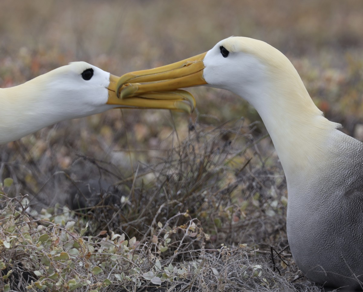 Waved Albatross - ML643769146